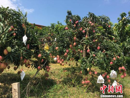 “煤鄉(xiāng)”變“芒鄉(xiāng)”  云南高原小鎮(zhèn)的綠色轉(zhuǎn)型之路