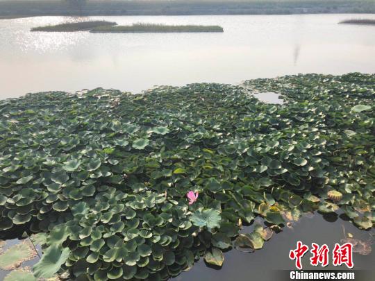 如今，崔蒙村已栽植100畝睡蓮、50畝荷花，還有36個觀賞荷花池，栽植春桃多瓣、西廂待月、紅盞托珠等40余個品種2.6萬余株荷花?！±钔ヒ?攝