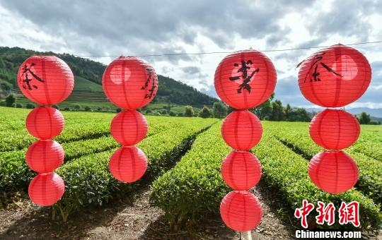 16日，千年北苑貢茶園喜氣洋洋。2108年中華北苑茶神文化節(jié)在建甌東峰鎮(zhèn)舉行?！×_光耀 攝