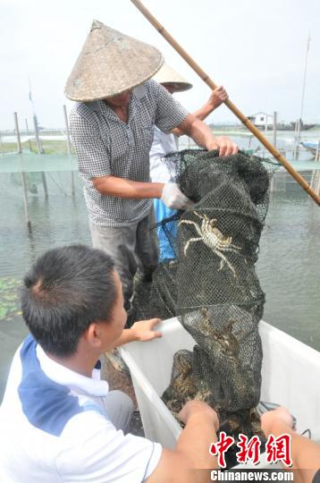 太湖大閘蟹開捕。太湖漁管辦供圖