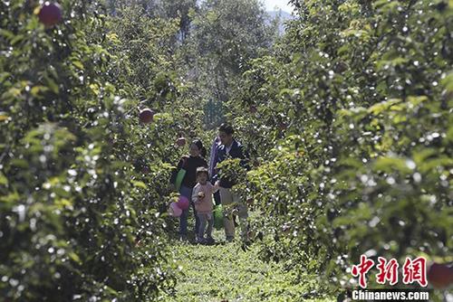 北京延慶區(qū)八達(dá)嶺鎮(zhèn)舉辦第二屆金秋旅游采摘節(jié)