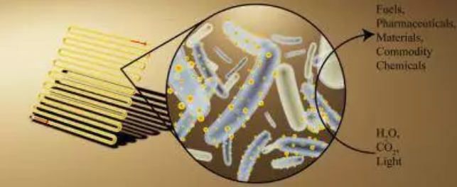 細(xì)菌+微型太陽(yáng)能板，只要一個(gè)桶就能進(jìn)行光合作用！