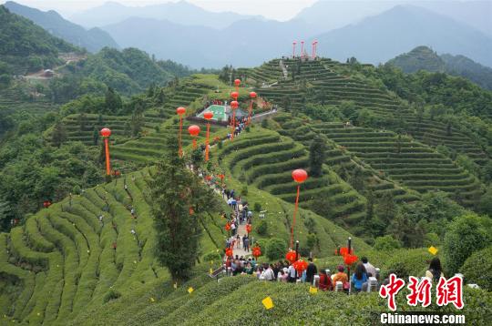 湖北夷陵鄧村鄉(xiāng)生態(tài)茶園(資料圖) 郭曉瑩 攝 湖北夷陵鄧村鄉(xiāng)生態(tài)茶園(資料圖) 郭曉瑩 攝