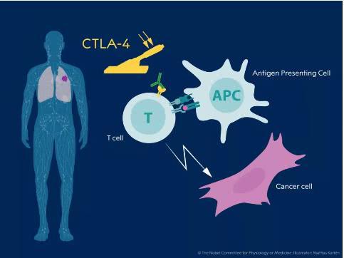 癌癥你等著!諾貝爾生理學(xué)或醫(yī)學(xué)獎(jiǎng)花落癌癥免疫療法