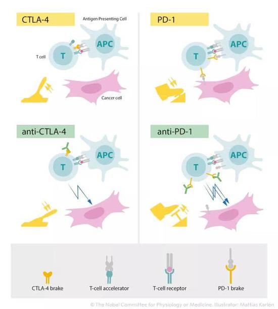 癌癥你等著!諾貝爾生理學(xué)或醫(yī)學(xué)獎(jiǎng)花落癌癥免疫療法