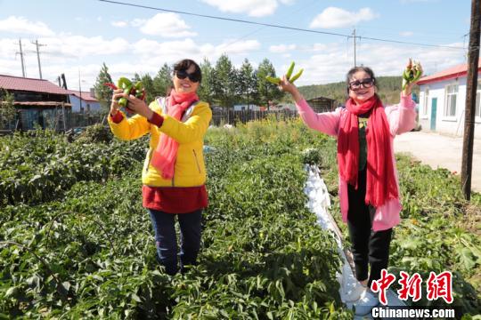 來自四川成都的游客在“王家大院”，采摘園子里種植的辣椒。(王力攝)