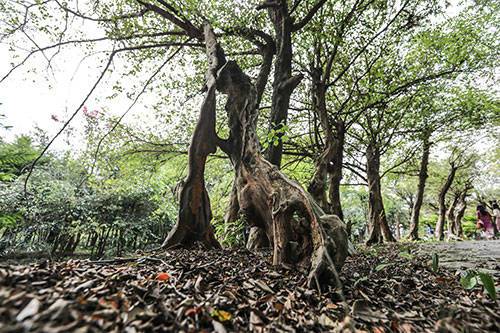 斯巴魯環(huán)保之旅-探源景德鎮(zhèn)白花檵木