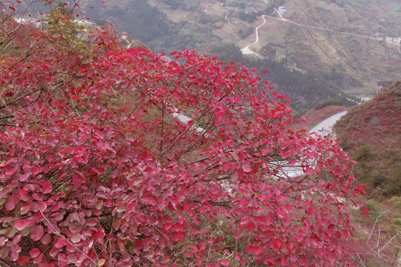 紅葉圖片(唐探峰)