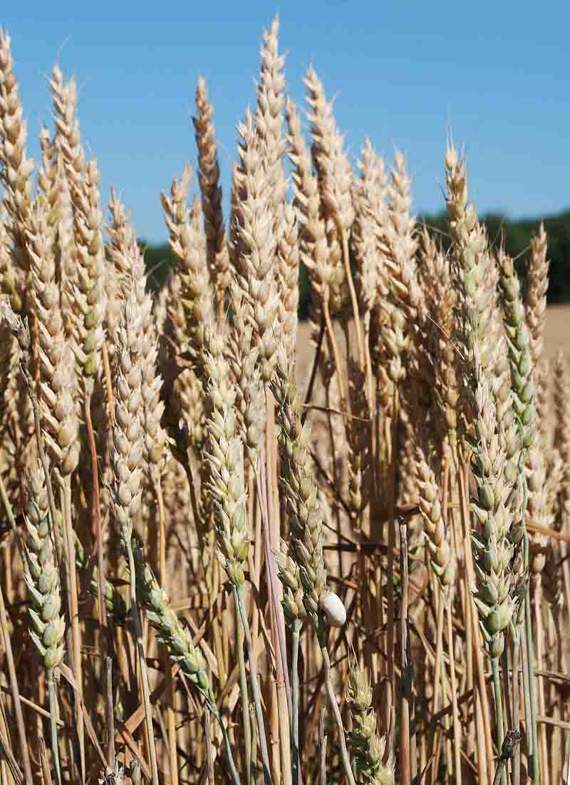 小麥圖片（Triticum aestivum L.）