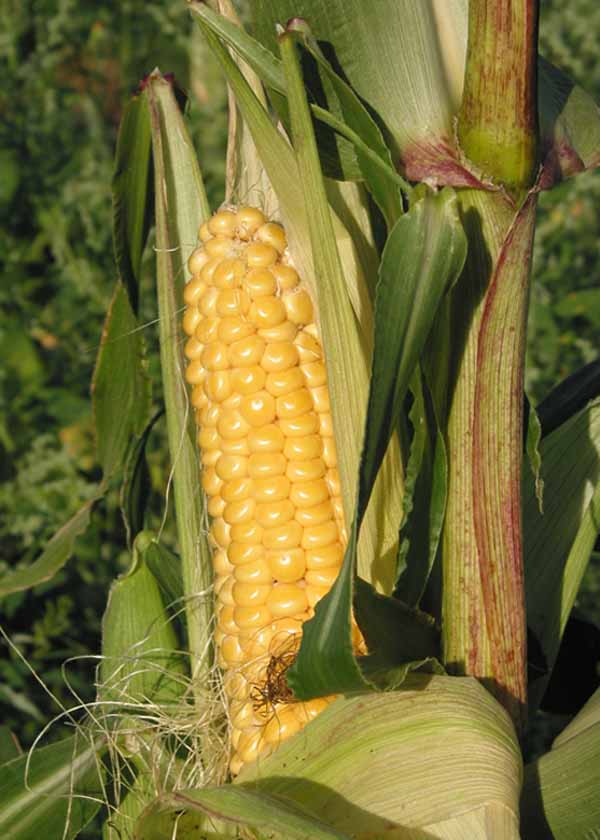 玉米圖片（Zea mays L.）