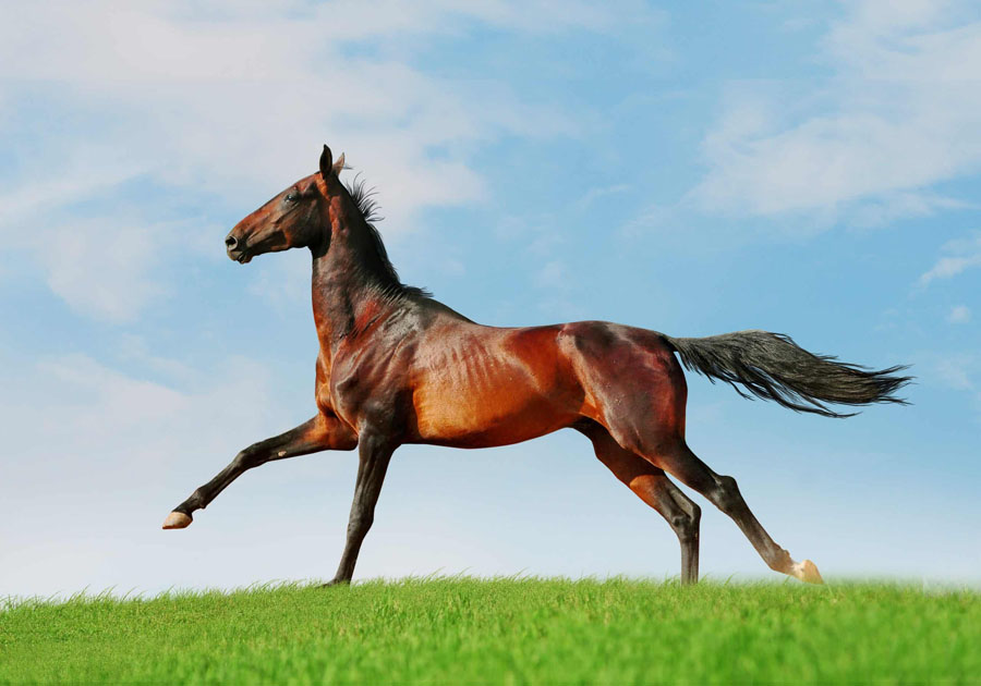 汗血寶馬（Akhal-teke horses）