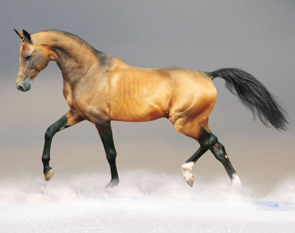 汗血寶馬（Akhal-teke horses）