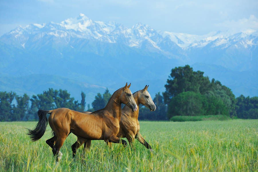 汗血寶馬（Akhal-teke horses）