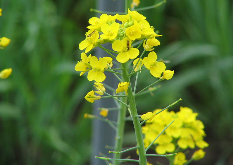 油菜花照片（Brassica rapa var）