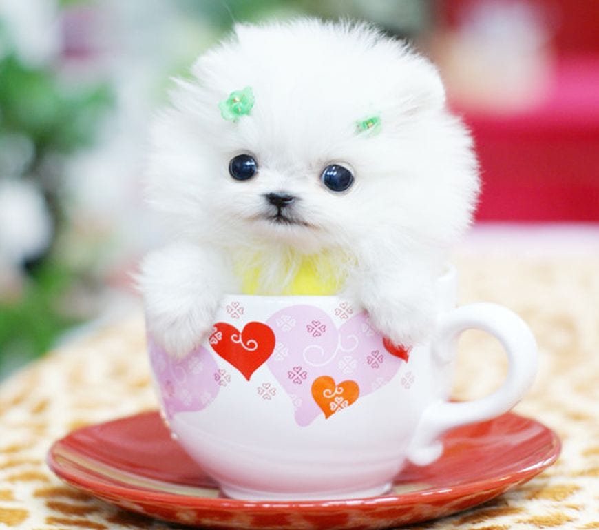 茶杯犬（Teacupdogs）