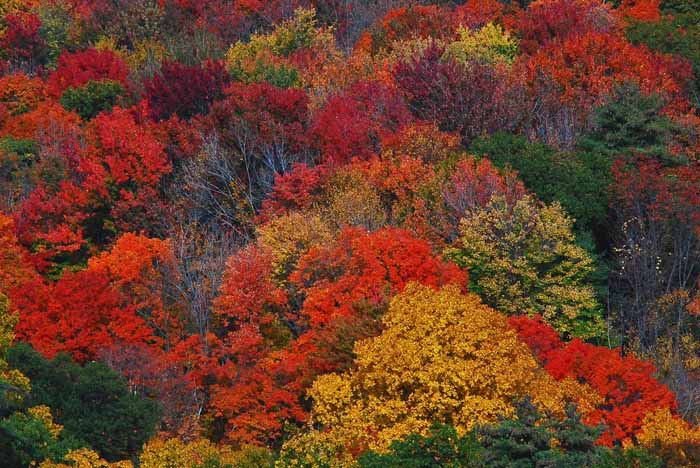 層林盡染（red autumnal leaves）