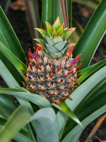 菠蘿（Ananas comosus）