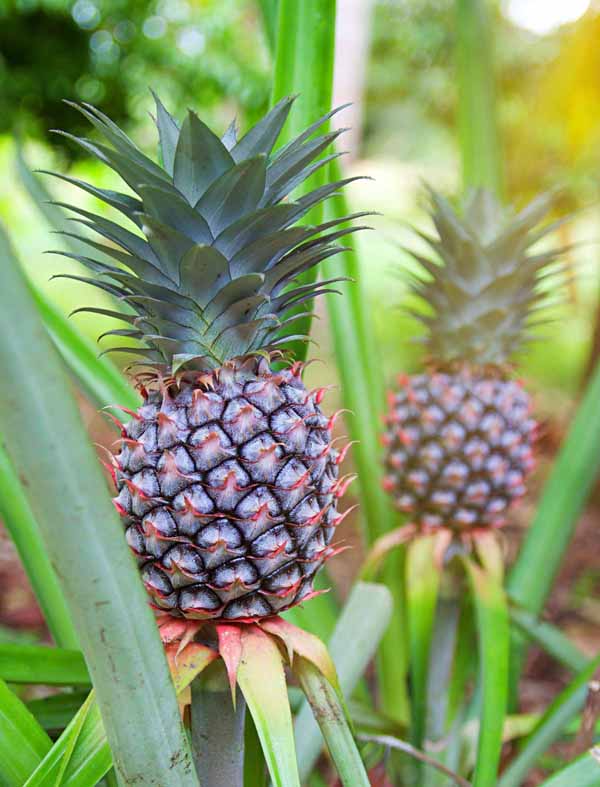 菠蘿（Ananas comosus）