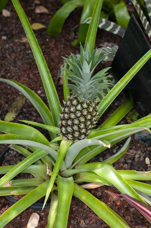 菠蘿（Ananas comosus）